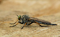 Common Awl Robberfly (Neoitamus cyanurus)